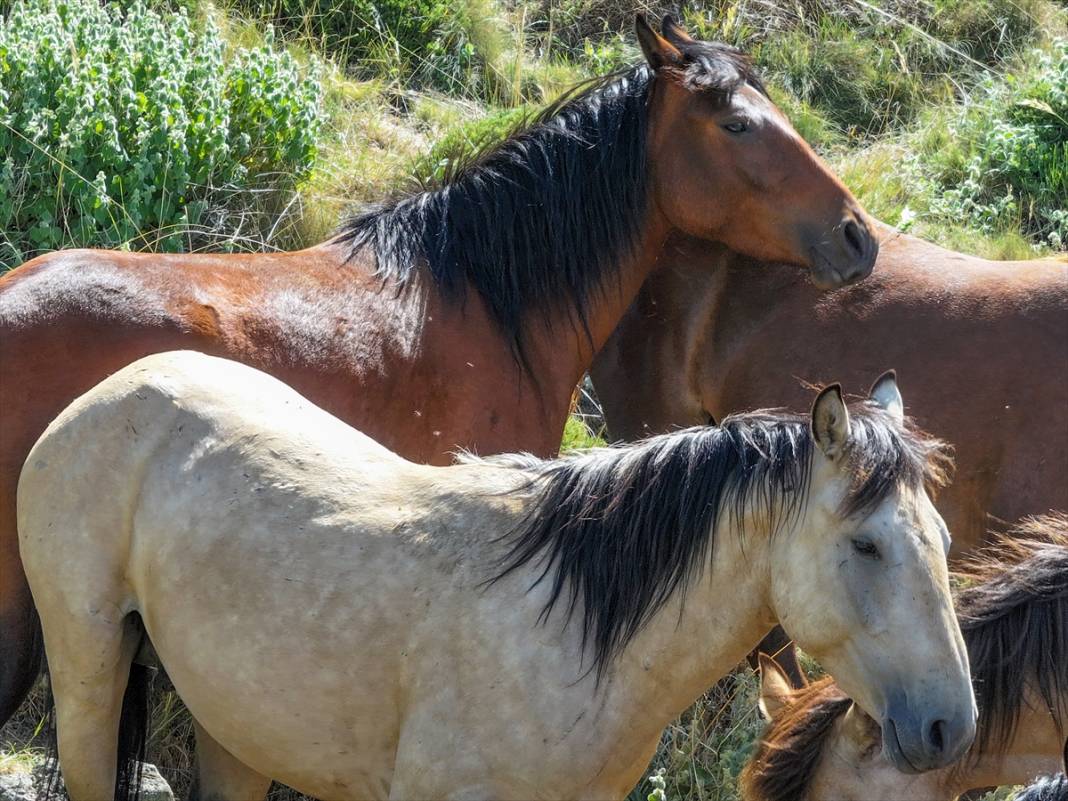 Konya Ovası’na bakan zirvede yılkı atlarıyla büyüleyici manzara 7